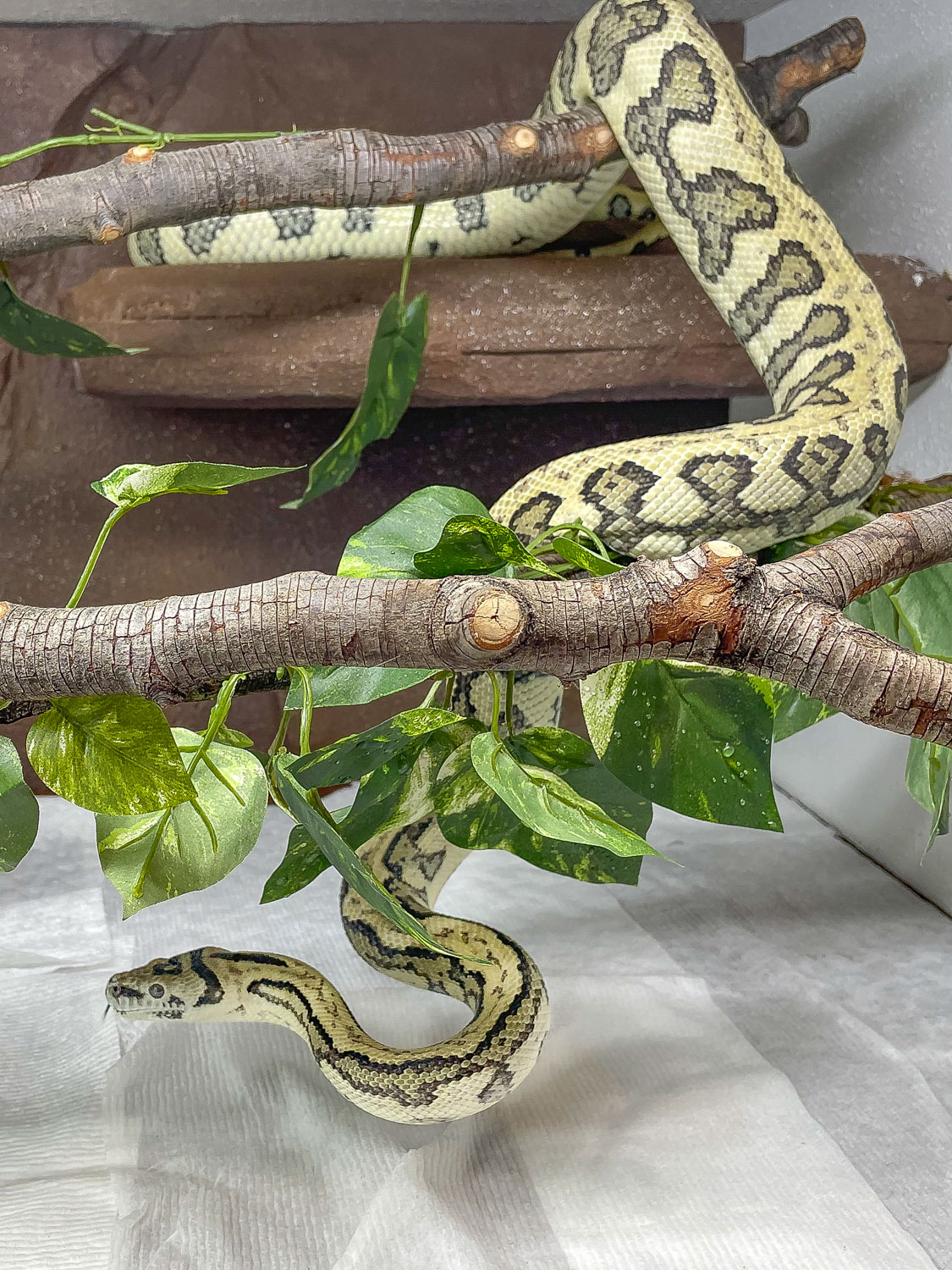 2021, exploring her upgraded cage